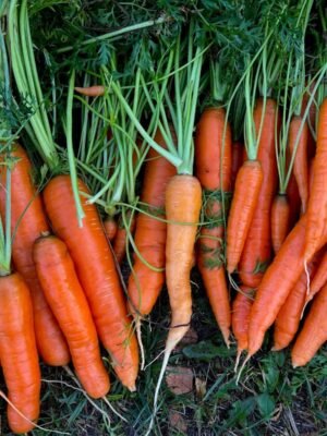 carotte-touchon-1-potager-darmor Graines de carotte Touchon – carottes orange récoltées au potager