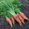 carotte-touchon-2-potager-darmor Carotte Touchon – carottes fraîchement récoltées avec leur feuillage