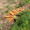 carotte-touchon-3-potager-darmor Carotte Touchon – récolte de carottes en pleine terre