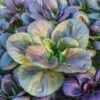 chou-pak-choi-violet-1-potager-darmor Graines de chou chinois Pak Choï violet – plants au potager