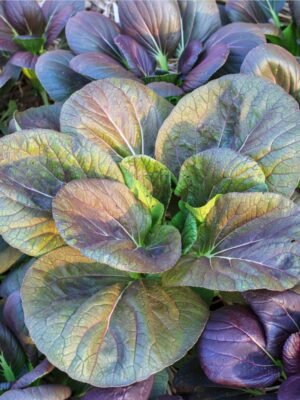 chou-pak-choi-violet-1-potager-darmor Graines de chou chinois Pak Choï violet – plants au potager