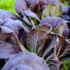 chou-pak-choi-violet-2-potager-darmor Chou chinois Pak Choï violet – feuillage violet et vert