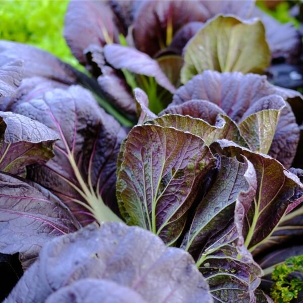 chou-pak-choi-violet-2-potager-darmor Chou chinois Pak Choï violet – feuillage violet et vert