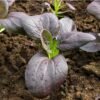 chou-pak-choi-violet-3-potager-darmor Chou chinois Pak Choï violet – jeune plant en pleine terre