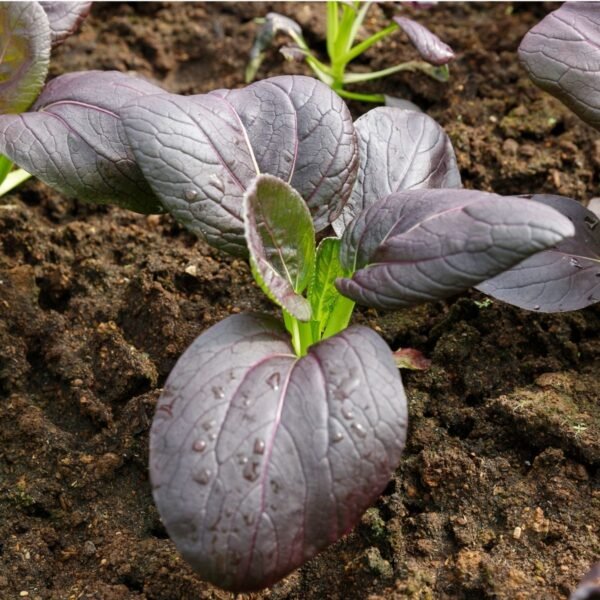 chou-pak-choi-violet-3-potager-darmor Chou chinois Pak Choï violet – jeune plant en pleine terre