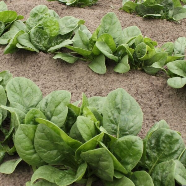 epinard-matador-1-potager-darmor Graines d’épinard Matador – plants d’épinards au potager