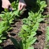 epinard-matador-2-potager-darmor Épinard Matador – récolte des feuilles au potager