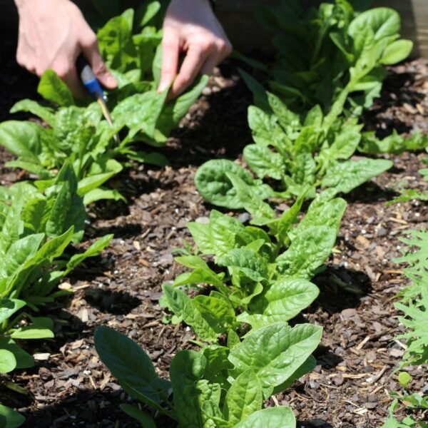 epinard-matador-2-potager-darmor Épinard Matador – récolte des feuilles au potager