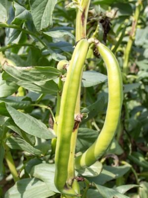 feve-agadulce-supersimonia-1-potager-darmor Graines de fève Aguadulce Supersimonia – longues gousses sur le plant