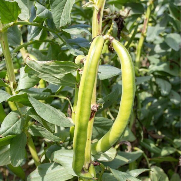 feve-agadulce-supersimonia-1-potager-darmor Graines de fève Aguadulce Supersimonia – longues gousses sur le plant