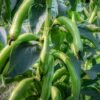 feve-agadulce-supersimonia-2-potager-darmor Fève Aguadulce Supersimonia – plant productif chargé de gousses
