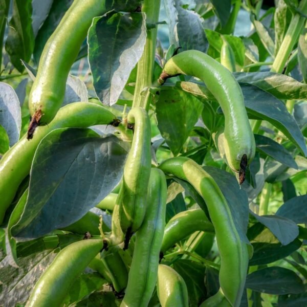 feve-agadulce-supersimonia-2-potager-darmor Fève Aguadulce Supersimonia – plant productif chargé de gousses