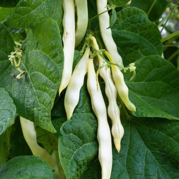 haricot-coco-nain-blanc-precoce-2-potager-darmor Haricot Coco nain blanc précoce – gousses sur le plant