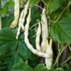 haricot-coco-nain-blanc-precoce-3-potager-darmor Haricot Coco nain blanc précoce – nombreuses gousses au potager