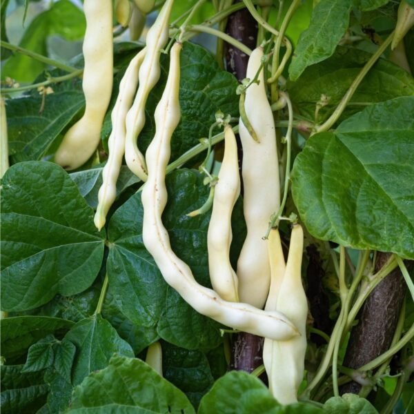 haricot-coco-nain-blanc-precoce-3-potager-darmor Haricot Coco nain blanc précoce – nombreuses gousses au potager