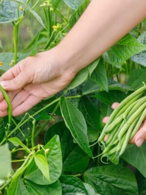 haricot-contender-1-potager-darmor Graines de haricot mangetout nain Contender – récolte de gousses vertes