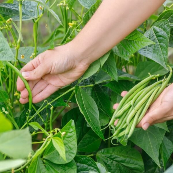 haricot-contender-1-potager-darmor Graines de haricot mangetout nain Contender – récolte de gousses vertes