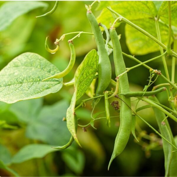 haricot-contender-2-potager-darmor Haricot mangetout nain Contender – gousses vertes sur le plant