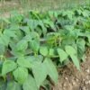 haricot-contender-3-potager-darmor Haricot mangetout nain Contender – plants nains au potager