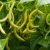 haricot-maxidor-1-potager-darmor Graines de haricot mangetout nain beurre Maxidor – gousses jaunes au potager