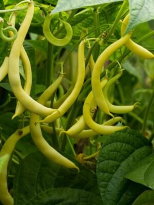haricot-maxidor-1-potager-darmor Graines de haricot mangetout nain beurre Maxidor – gousses jaunes au potager