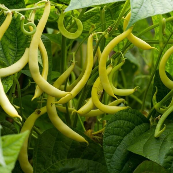 haricot-maxidor-1-potager-darmor Graines de haricot mangetout nain beurre Maxidor – gousses jaunes au potager