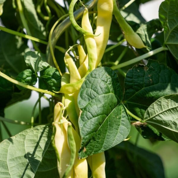 haricot-maxidor-2-potager-darmor Haricot mangetout nain beurre Maxidor – gousses jaunes sur le plant