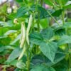 haricot-maxidor-3-potager-darmor Haricot beurre Maxidor – plant nain portant des gousses jaunes