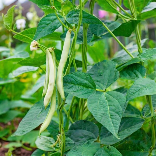 haricot-maxidor-3-potager-darmor Haricot beurre Maxidor – plant nain portant des gousses jaunes