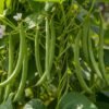 haricot-neckarkonigin-2-potager-darmor Haricot mangetout à rames Neckarkönigin – nombreuses gousses vertes