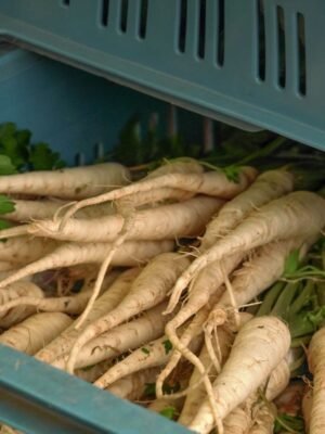 Graines de panais Demi-long blanc – panais récoltés à racines blanc crème