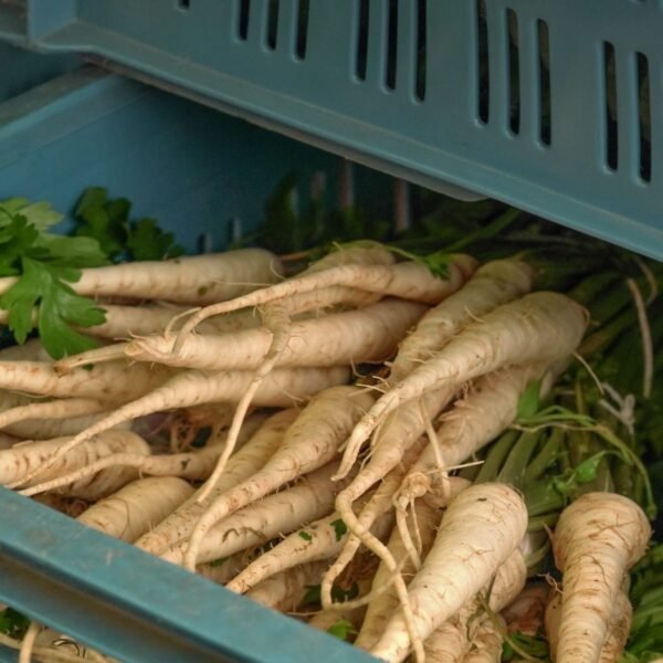 panais-demi-long-blanc-1-potager-darmor Graines de panais Demi-long blanc – panais récoltés à racines blanc crème