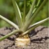 panais-demi-long-blanc-3-potager-darmor Panais Demi-long blanc – plant en pleine terre au potager