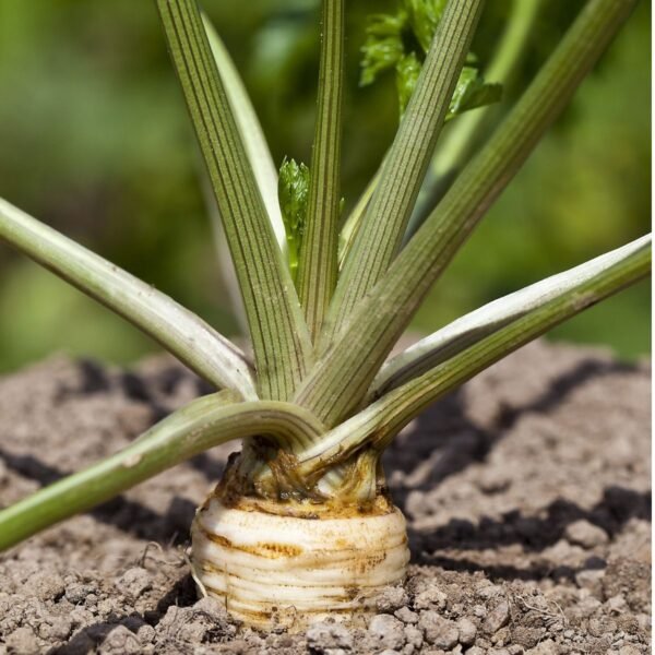 panais-demi-long-blanc-3-potager-darmor Panais Demi-long blanc – plant en pleine terre au potager