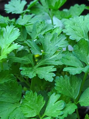 persil-commun2-1-potager-darmor Graines de persil Commun 2 – feuillage plat vert et aromatique