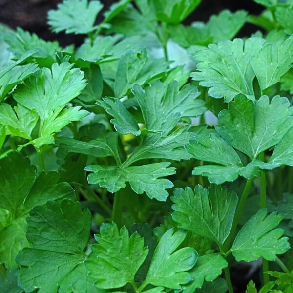 persil-commun2-1-potager-darmor Graines de persil Commun 2 – feuillage plat vert et aromatique