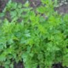 persil-commun2-2-potager-darmor Persil Commun 2 – touffe de persil plat au potager