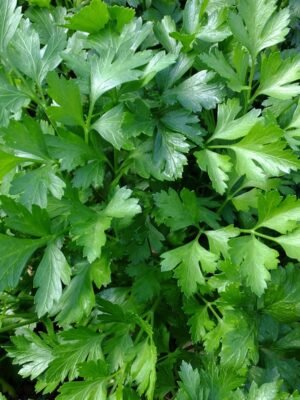 persil-géant-italie-1-potager-darmor Graines de persil Géant d’Italie – grandes feuilles plates vert foncé