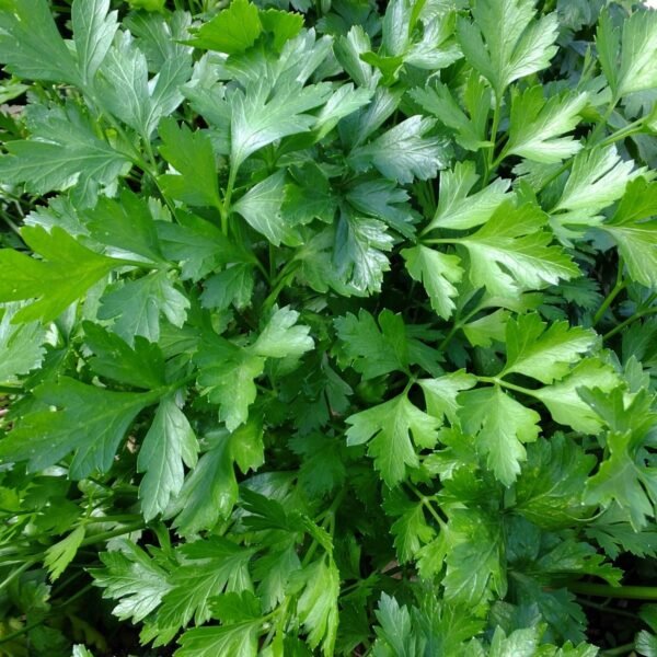 persil-géant-italie-1-potager-darmor Graines de persil Géant d’Italie – grandes feuilles plates vert foncé