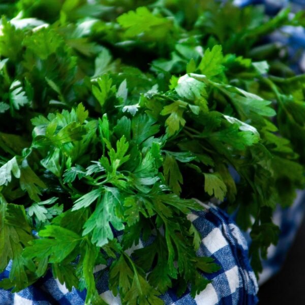 persil-géant-italie-2-potager-darmor Persil Géant d’Italie – bouquet de persil plat fraîchement récolté