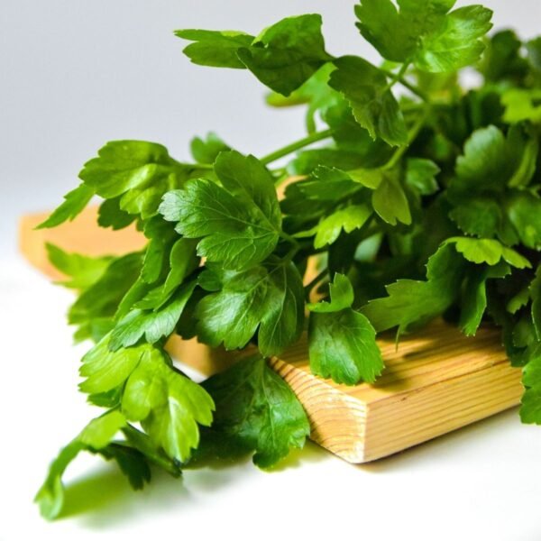 persil-géant-italie-3-potager-darmor Persil Géant d’Italie – feuilles fraîches et aromatiques