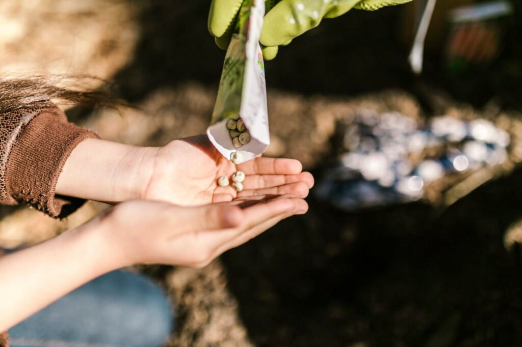 Graines potagères versées dans les mains