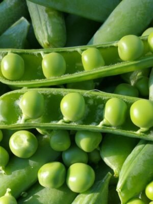 pois-merveille-de-kelvedon-1-potager-darmor Graines de pois nain Merveille de Kelvedon – gousses remplies de petits pois