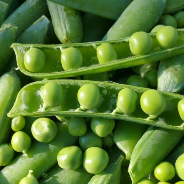 Graines de pois nain Merveille de Kelvedon – gousses remplies de petits pois