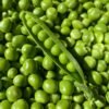 Pois nain Merveille de Kelvedon – petits pois verts fraîchement écossés