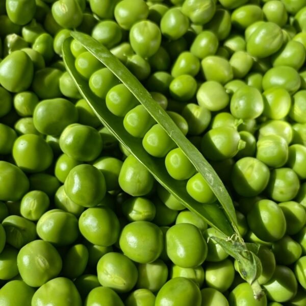 Pois nain Merveille de Kelvedon – petits pois verts fraîchement écossés