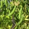Pois Merveille de Kelvedon – gousses vertes sur les plants au potager
