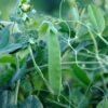 Graines de pois nain mangetout Oregon Sugar Pod 2 – gousse verte plate