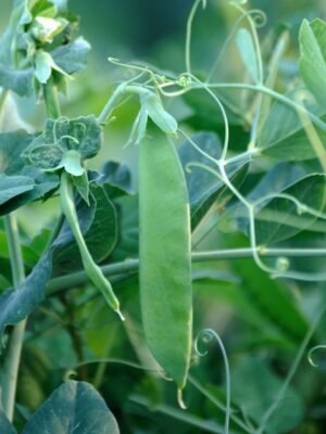 pois-oregon-sugar-pod2-1-potager-darmor Graines de pois nain mangetout Oregon Sugar Pod 2 – gousse verte plate