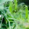 Pois mangetout Oregon Sugar Pod 2 – gousses vertes sur le plant